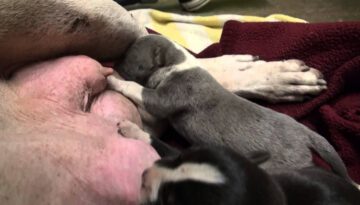 Lexus and Her Newborn Pups Get Rescued