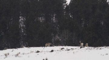 A Winter’s Week in Yellowstone