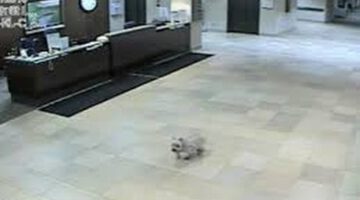 Dog Walks Alone to Owner in Hospital in Iowa
