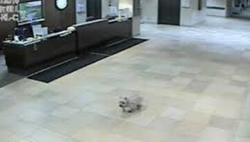 Dog Walks Alone to Owner in Hospital in Iowa