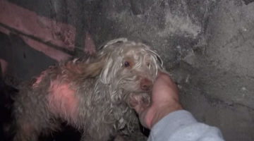 Saving Bitty A Scared Homeless Dog Hidden in a Sewer Tunnel NetHugs.com