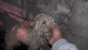 Saving Bitty A Scared Homeless Dog Hidden in a Sewer Tunnel NetHugs.com