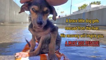 A Brave Little Dog Gets Rescued from the River