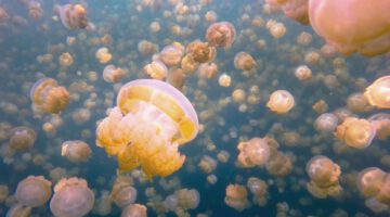 Jellyfish Lake, Palau