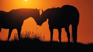 Two Horses in a Field