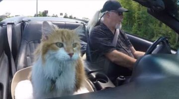 A Man and His “Puppy Cat”