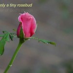 A Rosebud