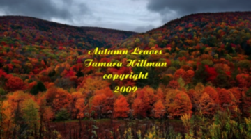 autumn-leaves