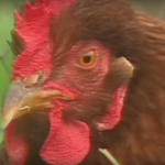 chicken-boy-happy-hens