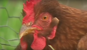chicken-boy-happy-hens