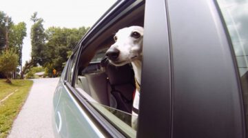 Therapy Dogs Share Love and Compassion