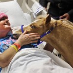 Miniature Horses Are New Type of Therapy Animal