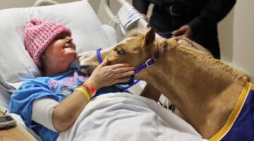 Miniature Horses Are New Type of Therapy Animal