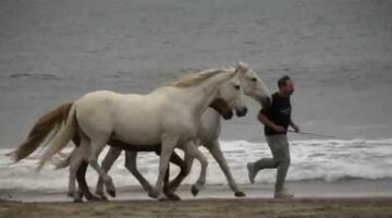 Horses at Liberty