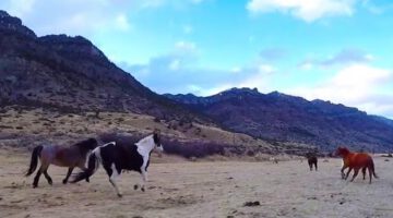 Horses at Sunset