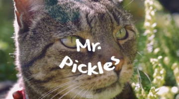 mr-pickles