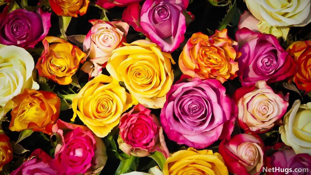 Roses of Life - NetHugs.com
