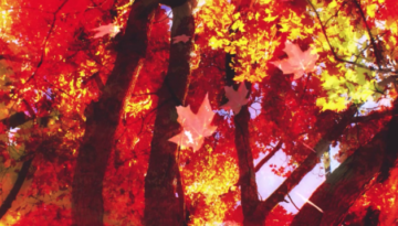 autumns-splenfor