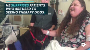 Adorable Mini Horse Helps Hospital Patients