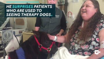 Adorable Mini Horse Helps Hospital Patients