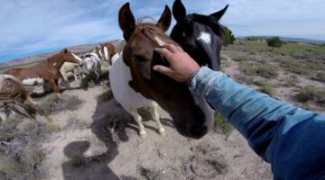 Wild Mustangs – A Legacy in 4K