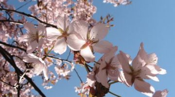 Goodbye Winter, Welcome Spring