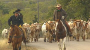 Cattle Drive (Texas Country Reporter)