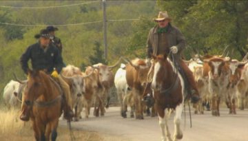 Cattle Drive (Texas Country Reporter)