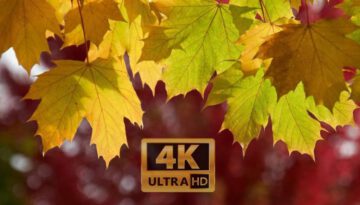 Fall-Foliage-2017-Seattle-4K-UHD