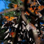 Millions of Migrating Monarch Butterflies