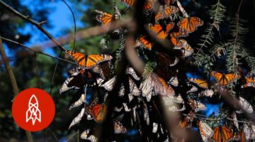 Millions of Migrating Monarch Butterflies