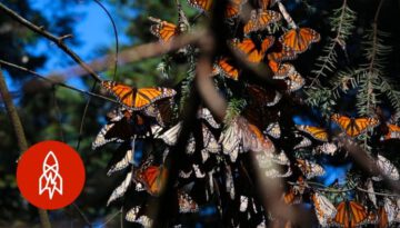 Millions of Migrating Monarch Butterflies