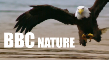 bbc-nature