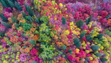 Utah Fall Colors