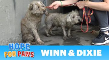 Two Dogs in the Sewer Rescued