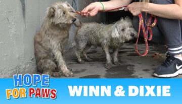 Two Dogs in the Sewer Rescued