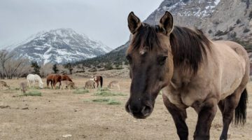 Wild West Now – Vending Machine