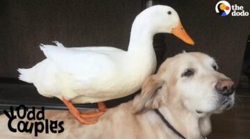 Dog Is Completely Obsessed With His Duck Brother