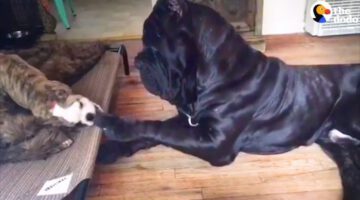 Huge Dog Is So Gentle With All His Siblings