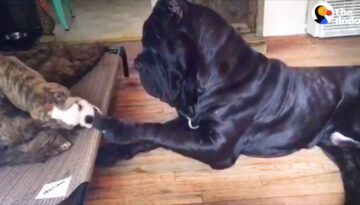 Huge Dog Is So Gentle With All His Siblings