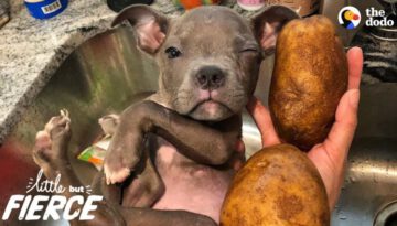 Tiniest Puppy Loves His Pack Of Pit Bulls