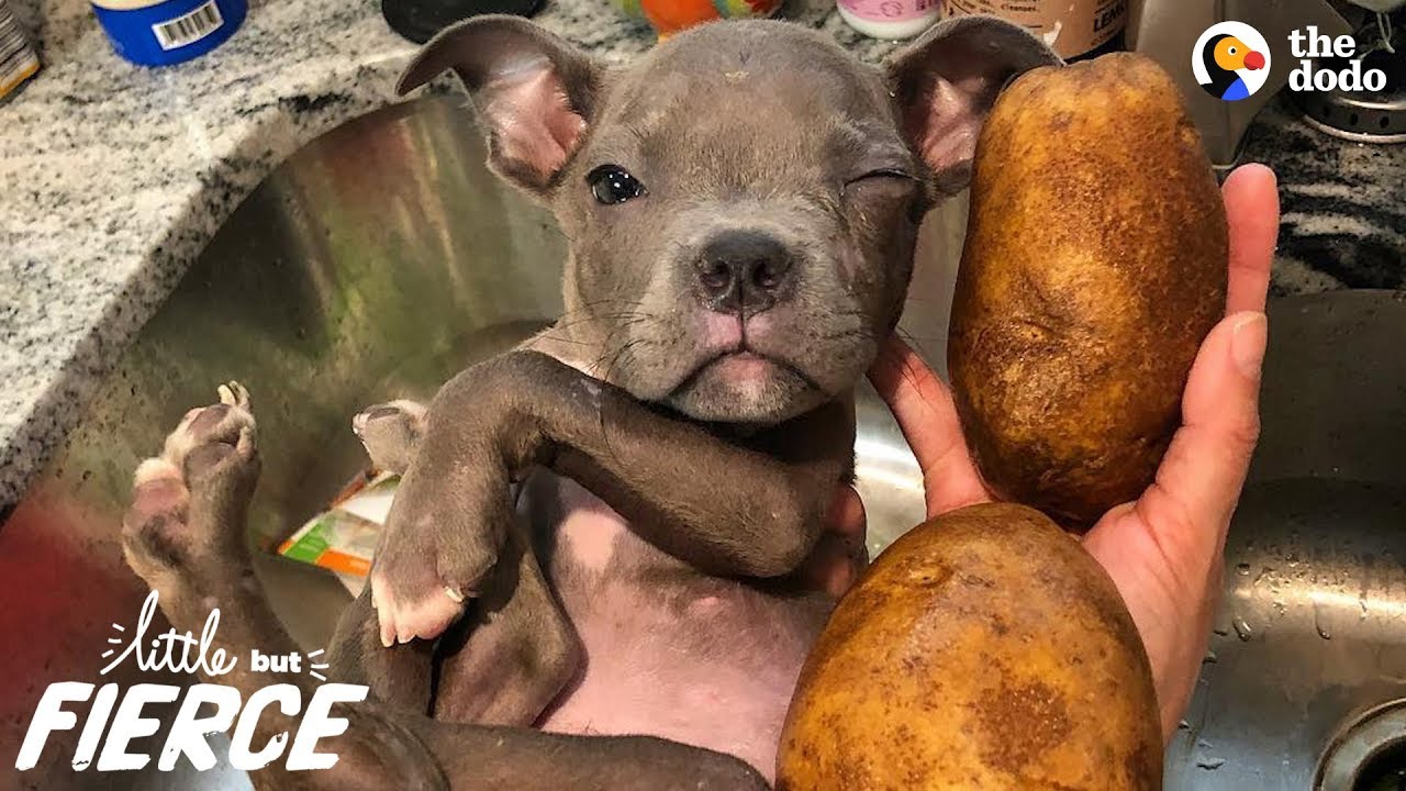 Tiniest Puppy Loves His Pack Of Pit Bulls