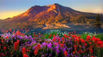 Mountains Flowers