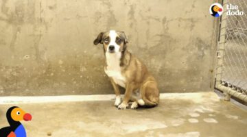 Scared Dog Never Wagged Her Tail Until She Met Her Foster Dad