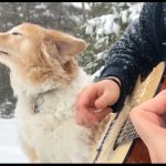 A Dog, a Guitar and La La Land