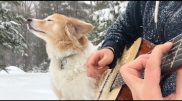 A Dog, a Guitar and La La Land