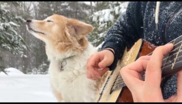 A Dog, a Guitar and La La Land