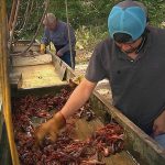 Texas Crawfish Farm