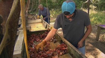 Texas Crawfish Farm