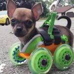 Tiniest Puppy Loves To Race Around On His Wheels